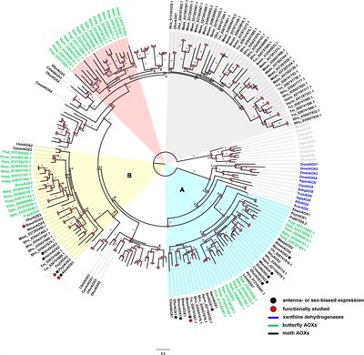 Genome-Wide Identification of Aldehyde Oxidase Genes in Moths and Butterflies Suggests New Insights Into Their Function as Odorant-Degrading Enzymes